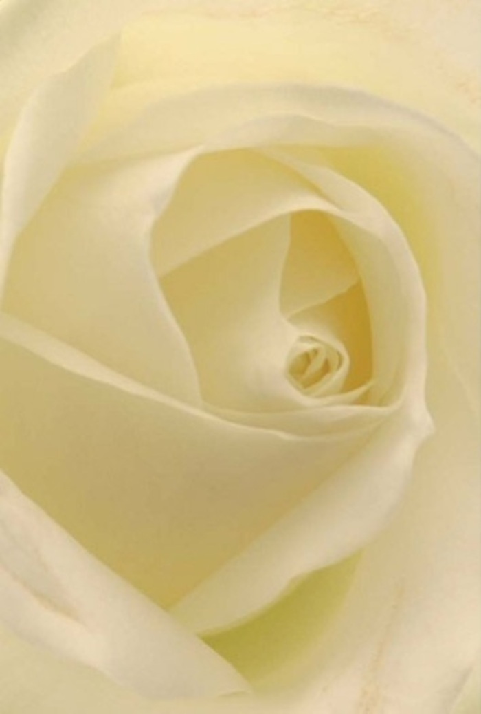 Draw close to this classic white rose and become immersed in layers of tranquil softness-a portrait echoing the peaceful refinement seen along Castelnau's quiet lanes and waterside walks. Each petal is meticulously arranged, creating a tapestry of cream and faintest gold, illuminated in gentle, ambient light akin to that filtering through a Barnes morning. The bloom's heart forms a graceful spiral, symbolizing enduring purity and understated strength, making it a fitting gesture for weddings at local churches or an elegant centrepiece at intimate gatherings along Castelnau's tree-lined streets. There are subtle gradations of tone and texture-the matte finish and creamy sheen suggest effortless elegance born of both nature and expert hands. The imagined scent is fresh and clean, imbuing a room with serenity, while the structure speaks of resilience, adaptability, and thoughtful craftsmanship. Every nuance in this flower reflects the timeless approach taken by florists throughout Castelnau, where arrangements are curated as much for their visual harmony as for the quiet resonance of emotion they bring to life's most cherished occasions and heartfelt apologies alike.